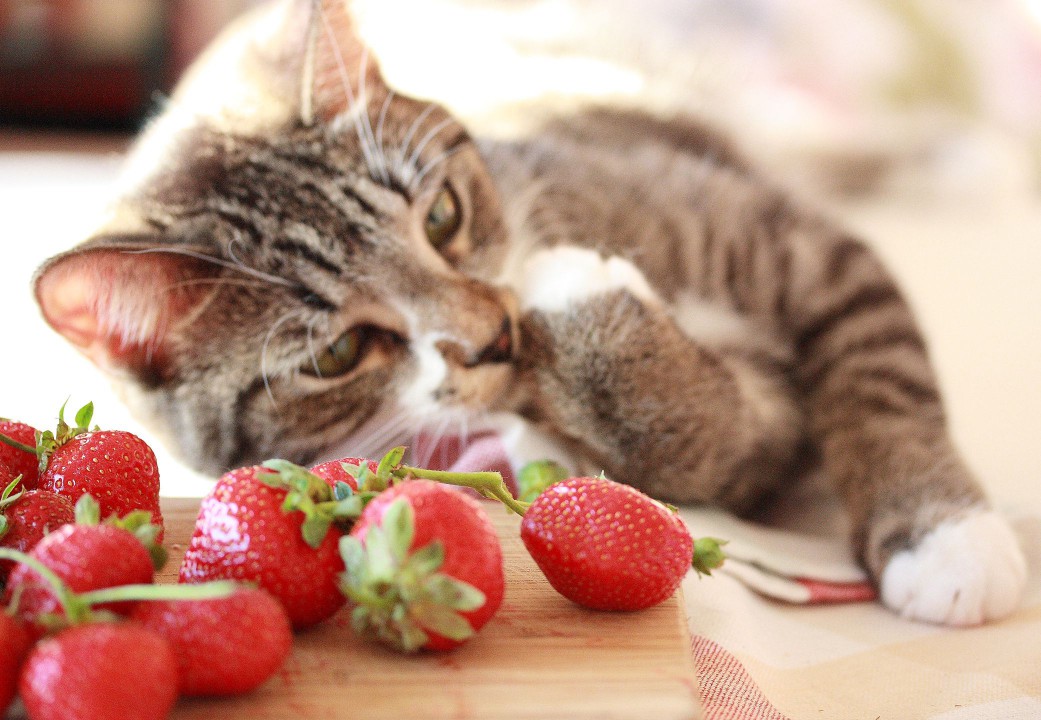 cat with strawberries