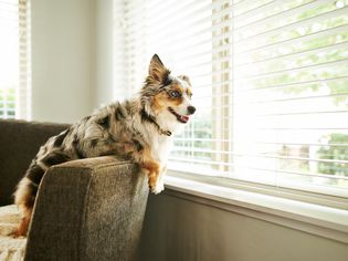 Miniature American Shepherd: Dog Breed Characteristics & Care