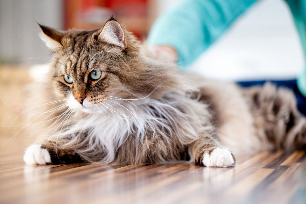A fluffy brown cat with black and white markings laying on a wood floor.