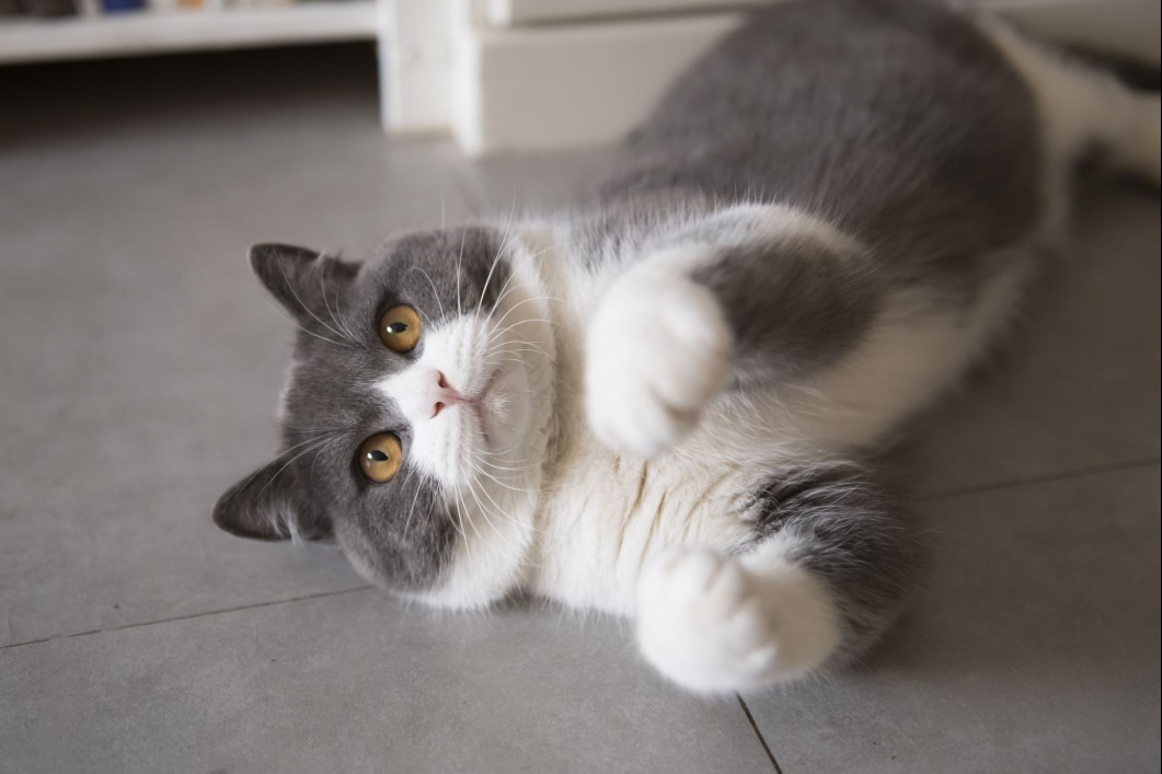 British Shorthair cat