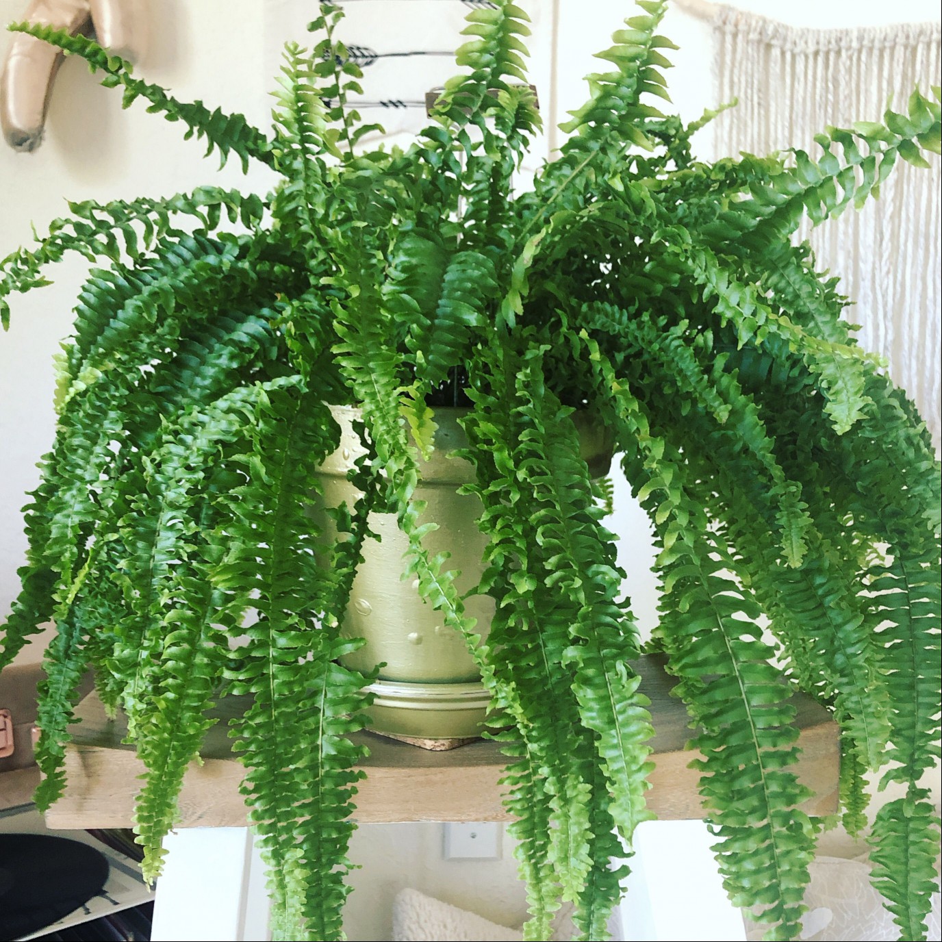 Boston Fern in a pot on a table.
