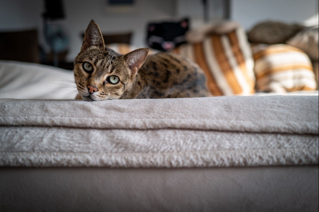 A jaguar-like house cat with black spots and big eyes on a couch.