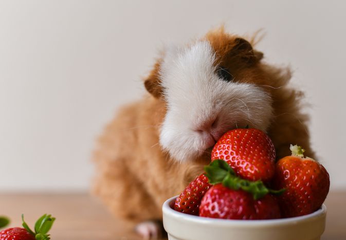 What Fruits Can Guinea Pigs Eat?