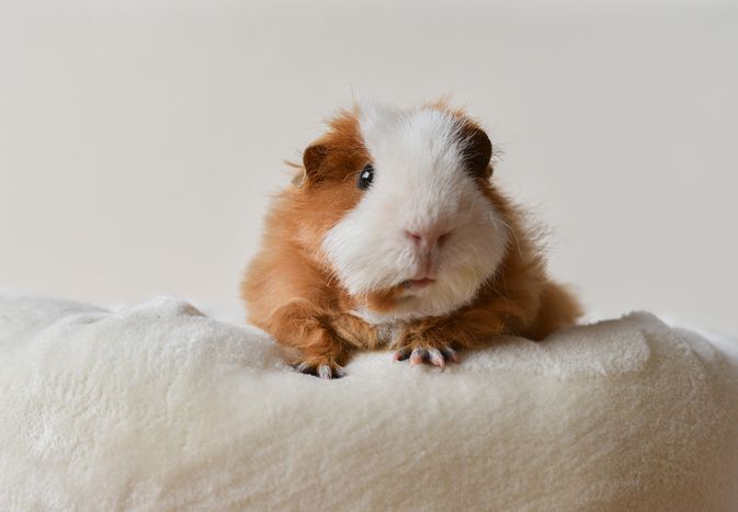 Hair Loss in Guinea Pigs