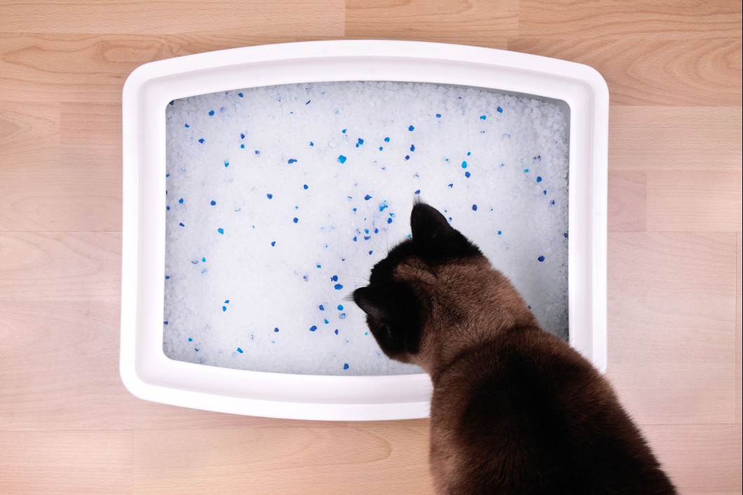 Overhead shot of silica cat litter in a box with a cat looking at it.