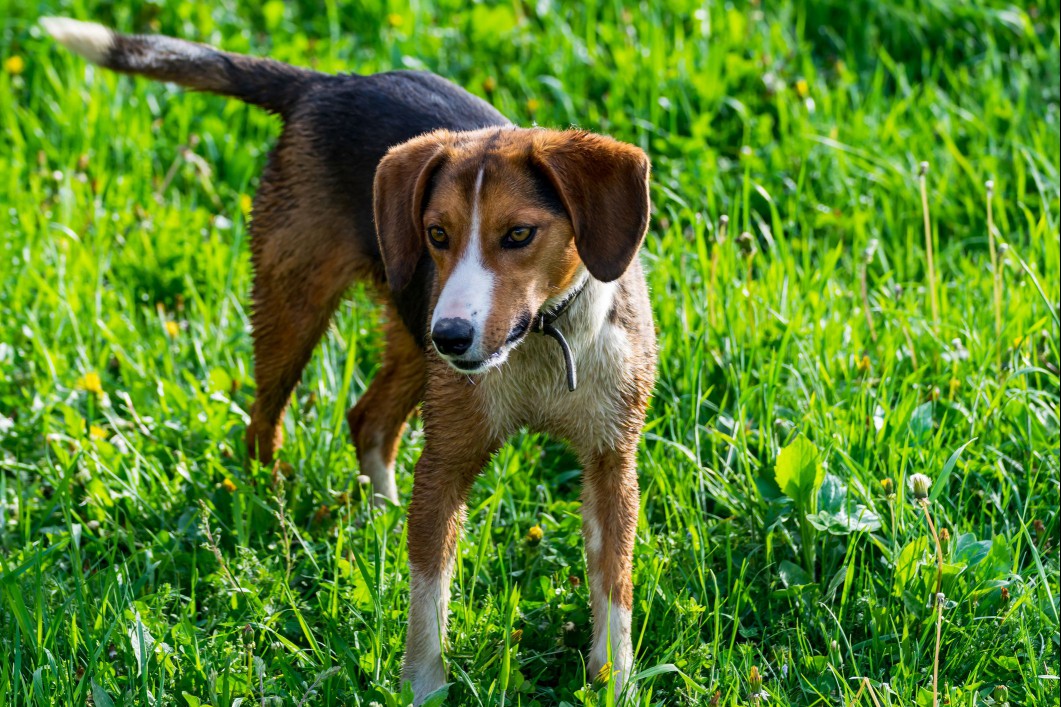 Wet Harrier dog standing in the grass.