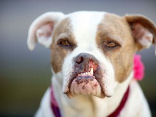 Cleft Palate in Dogs