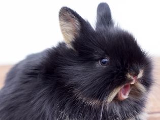 What to Do if Your Rabbit Has Overgrown Teeth