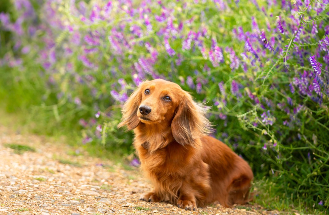 Long hair miniature Dachshund