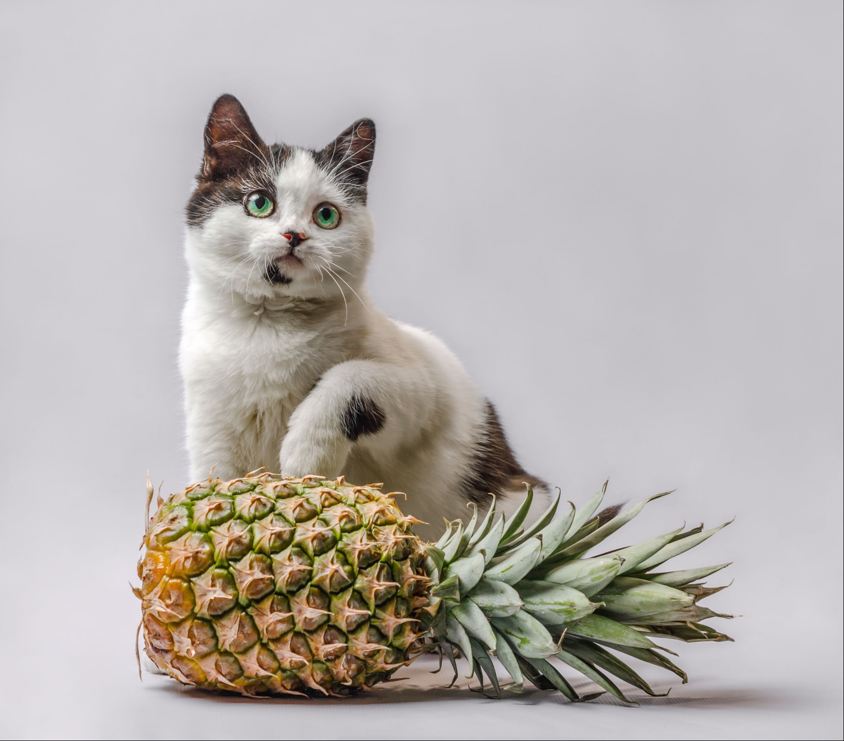 cat with pineapple