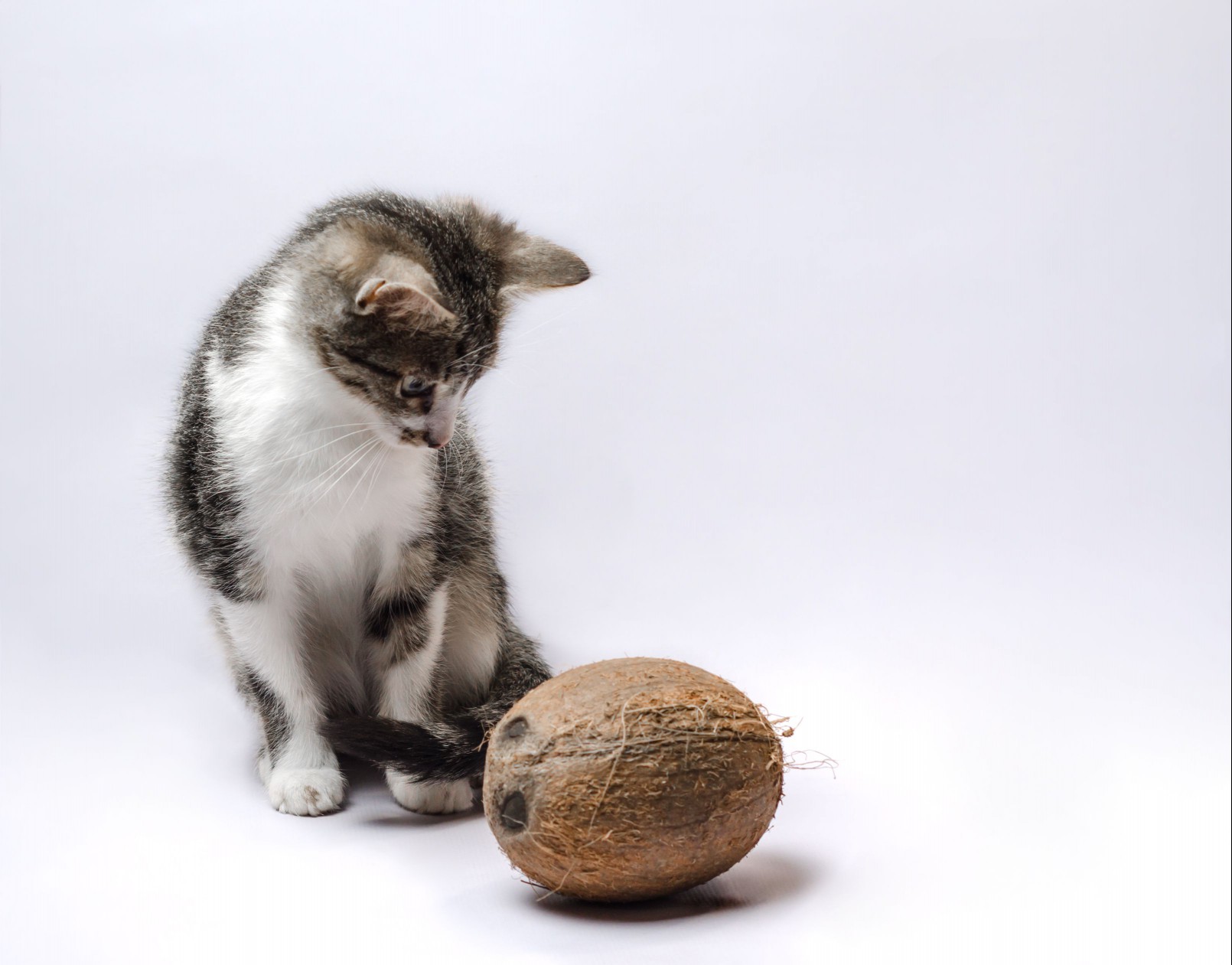 coconut oil for cats