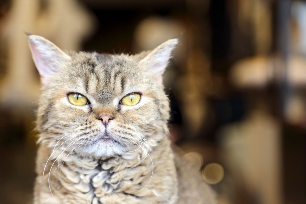 A LaPerm cat looking into the camera.