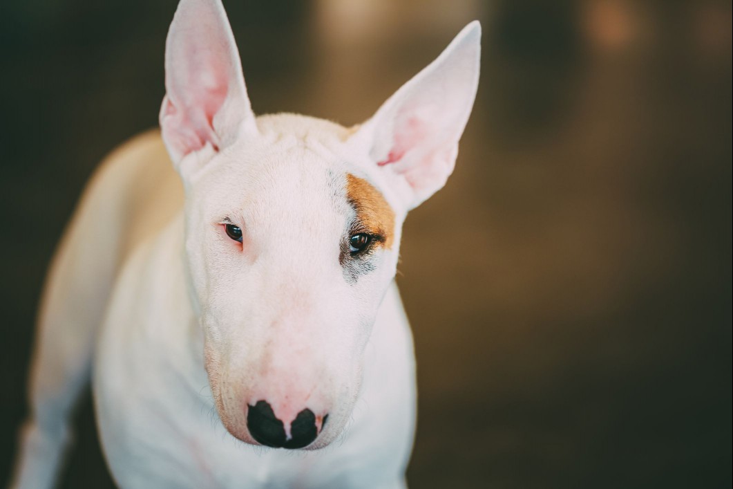 Bul Terrier