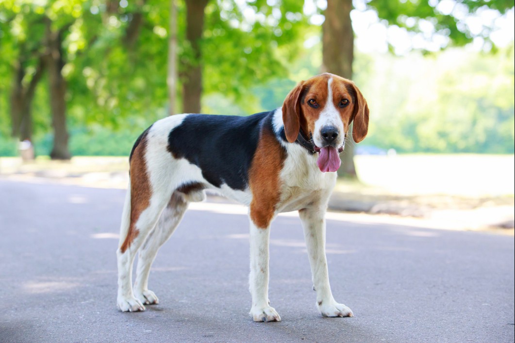 American Foxhound standing outside