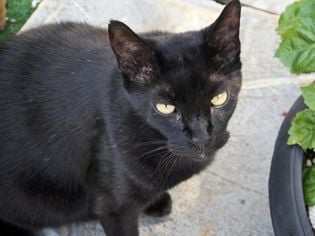 Havana Brown: Cat Breed Profile