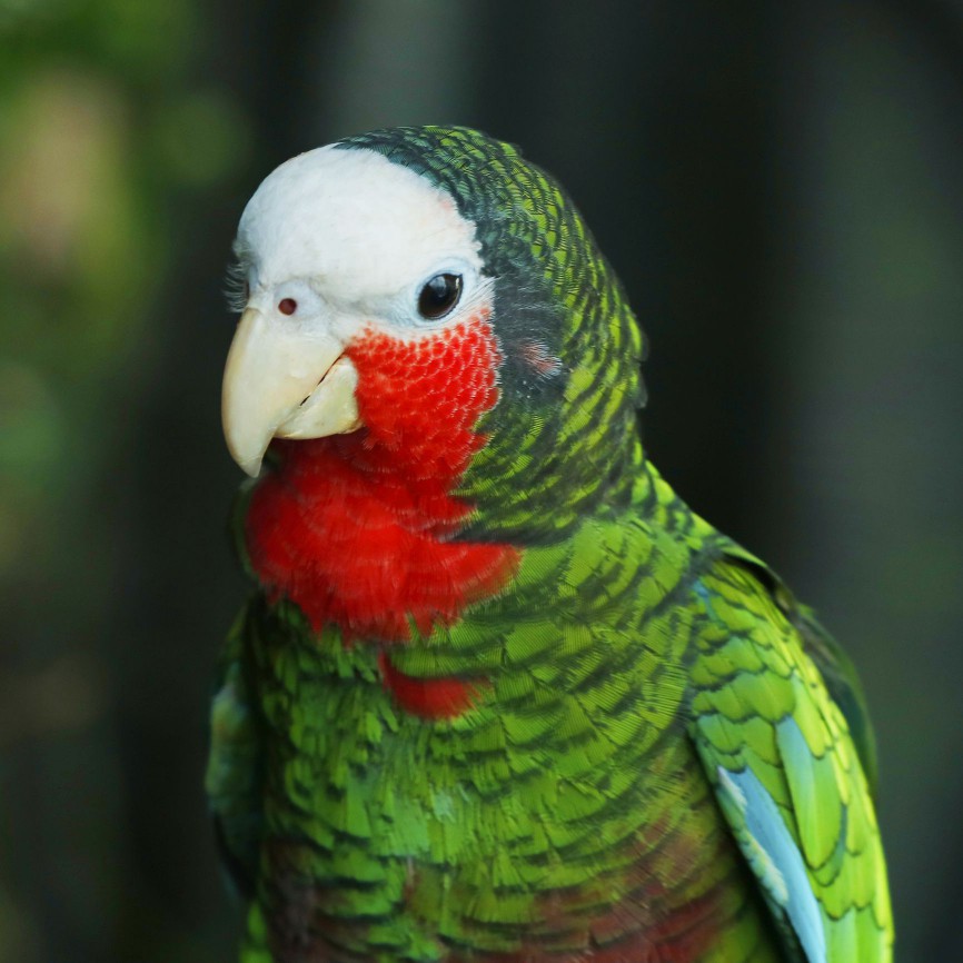 Cuban parrot up close