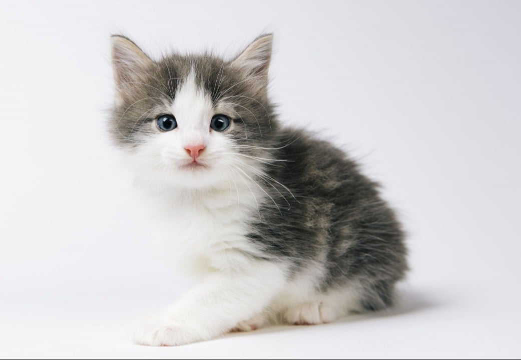 Norwegian Forest Cat