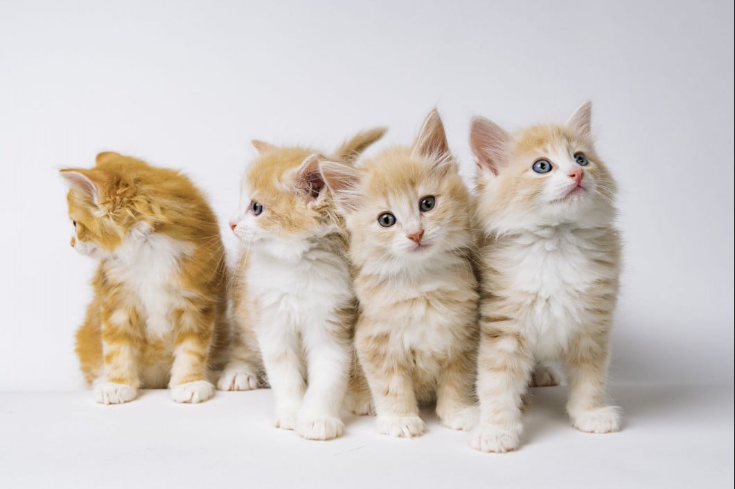 Norwegian Forest Cat orange kittens