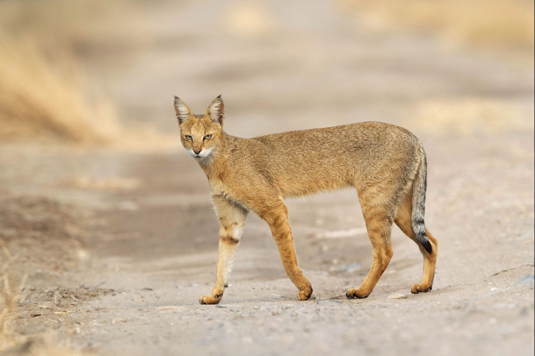Jungle Cat (felis chaus)