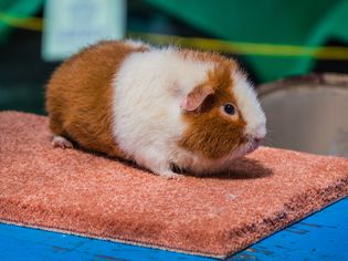 How to Care for a Pet Teddy Guinea Pig