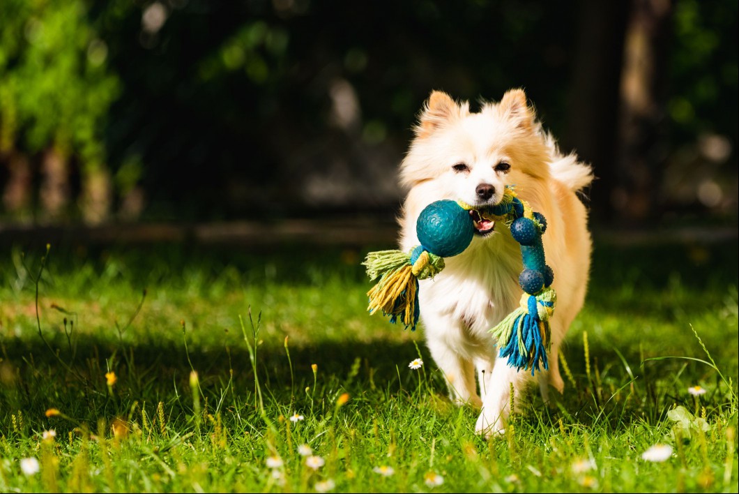 German Spitz