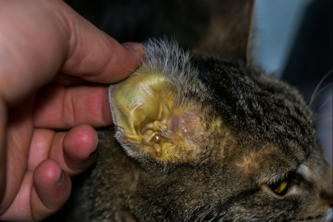 Close up of a cat ear with jaundice.
