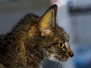 Jaundice in Cats