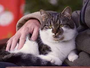 Neoplasia in Cats
