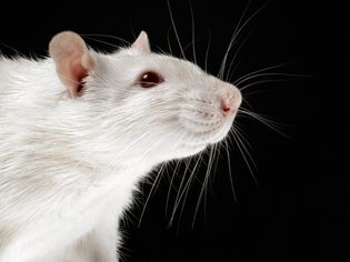 Tumors in Rats Tumors in Rats