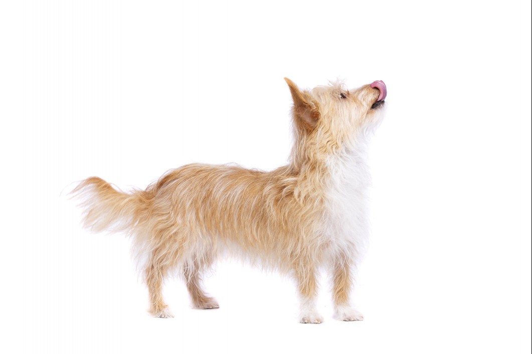 Wiry haired Portuguese Podengo Pequeno in front of white background.