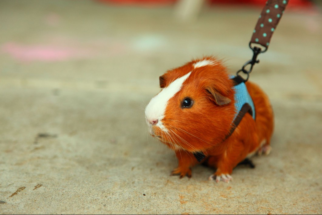 Guinea Pig on a leash