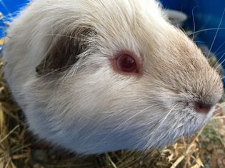 How to Care for a Himalayan Guinea Pig