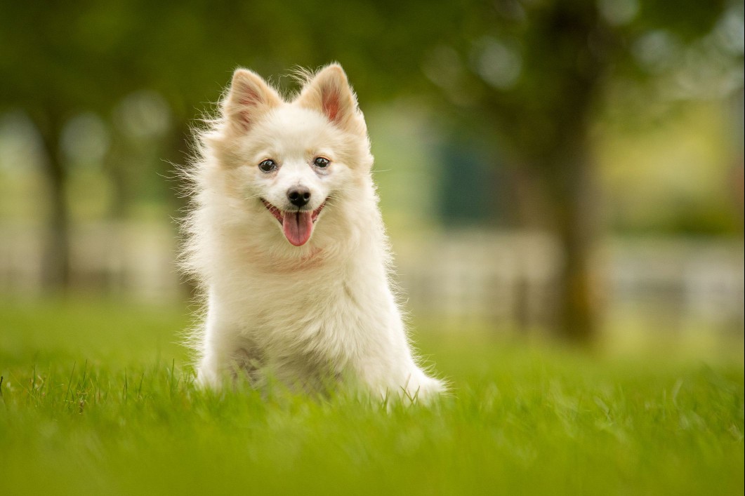 German Spitz