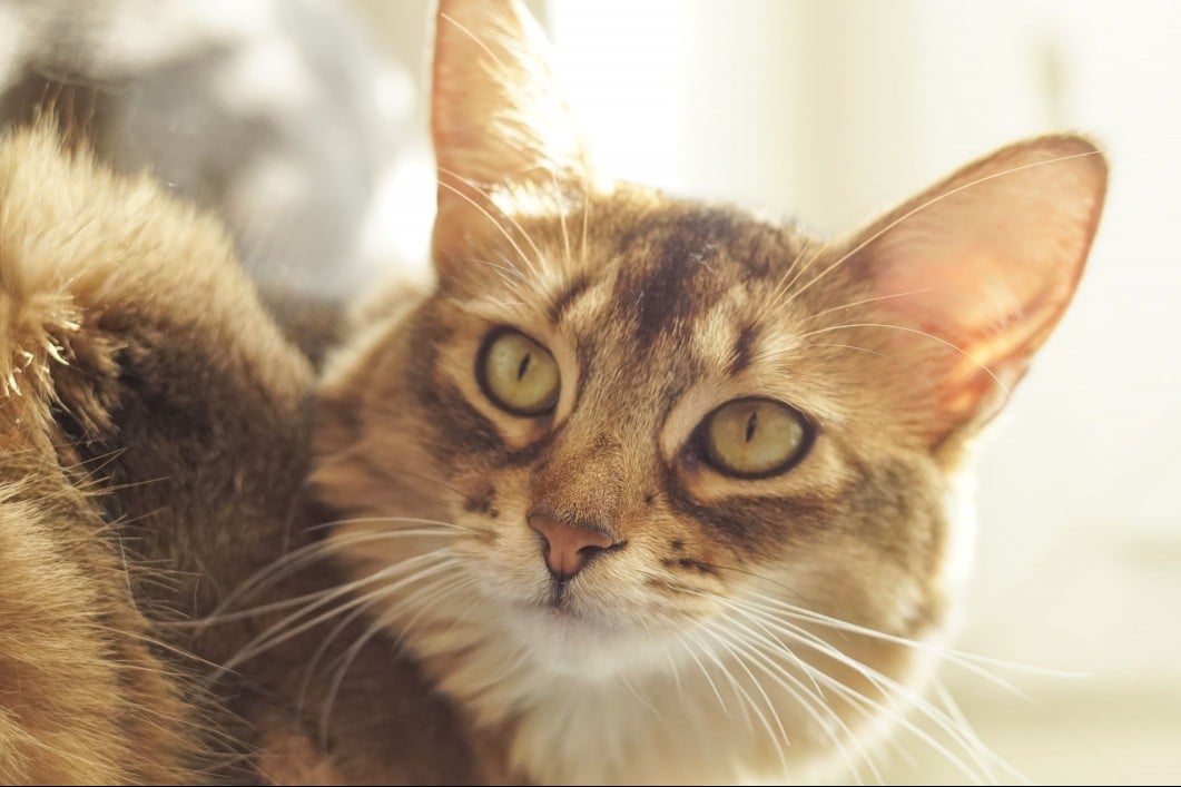 A Somali cat looking past the camera