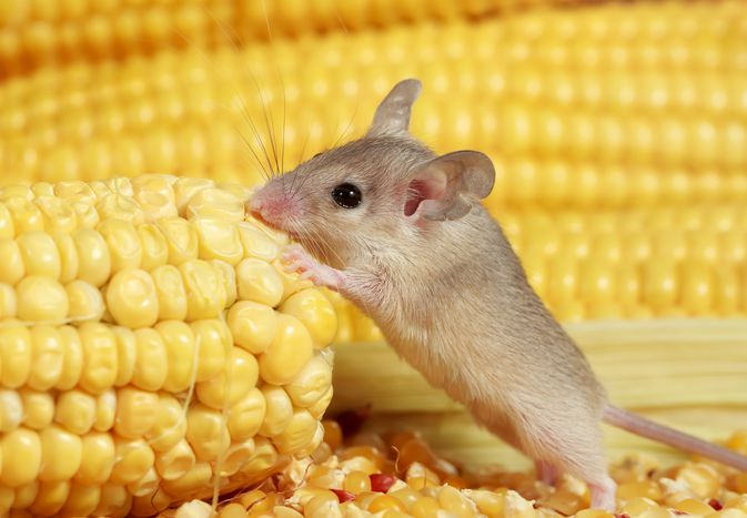 What Do Mice Eat? What Do Mice Eat?