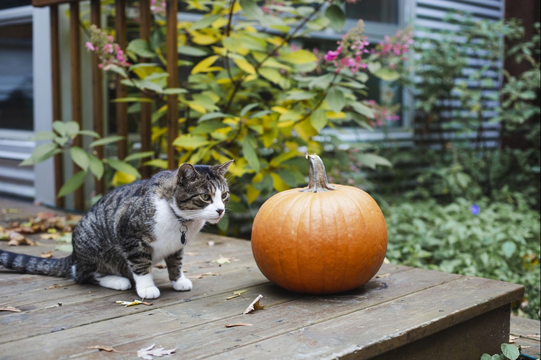 cat and pumpkin