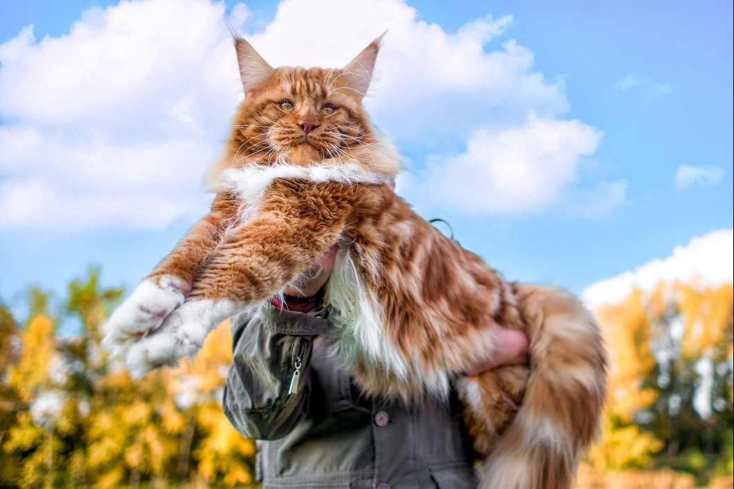 Orange and white Maine Coon cat