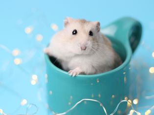 7 Reasons Why Hamsters Make Great Pets