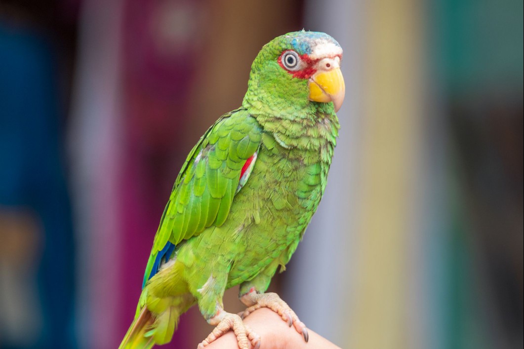 White-fronted Amazon parrot perched on a hand.