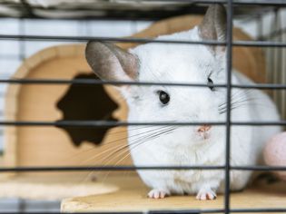 Can Chinchillas Get Wet?