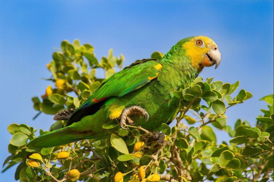 Yellow-shouldered Amazon parrot in a tree.