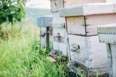 Hives with bees
