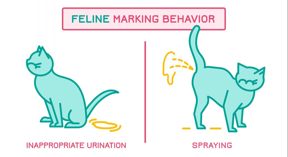 Diagram of cat inappropriate urinationg versus spraying.