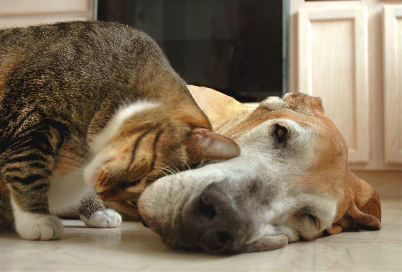 Tabby cat rubbing a Great Dane lying on the floor.