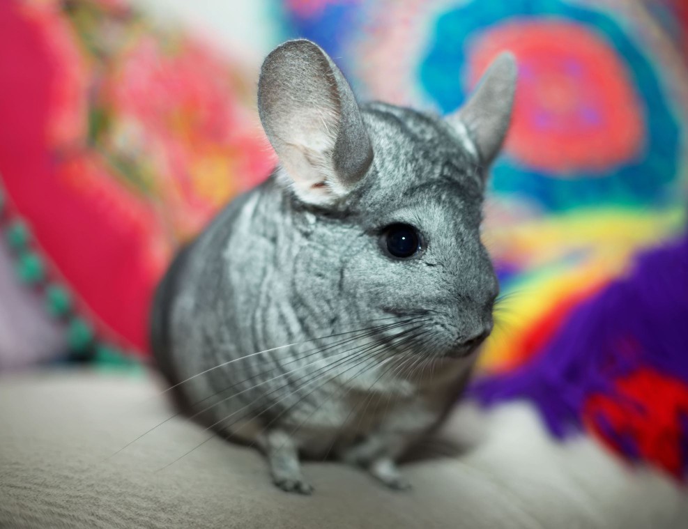 chinchilla