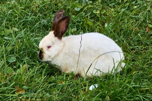 Californian rabbit