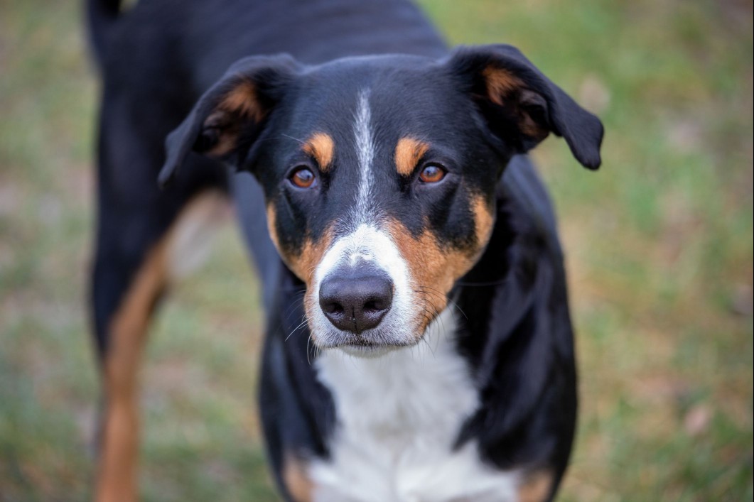 Portrait of Appenzeller Sennenhund outside on grass. 