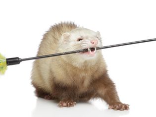 Do Ferrets Bite? Do Ferrets Bite?
