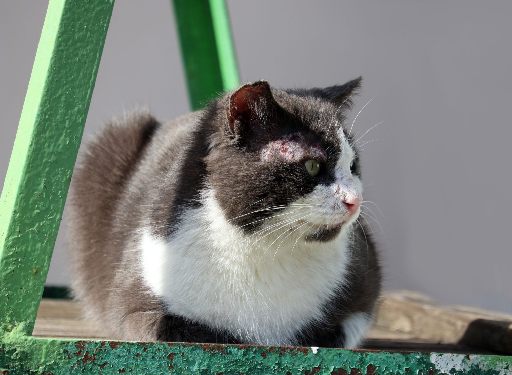 Black and white cat with scabies on the face.