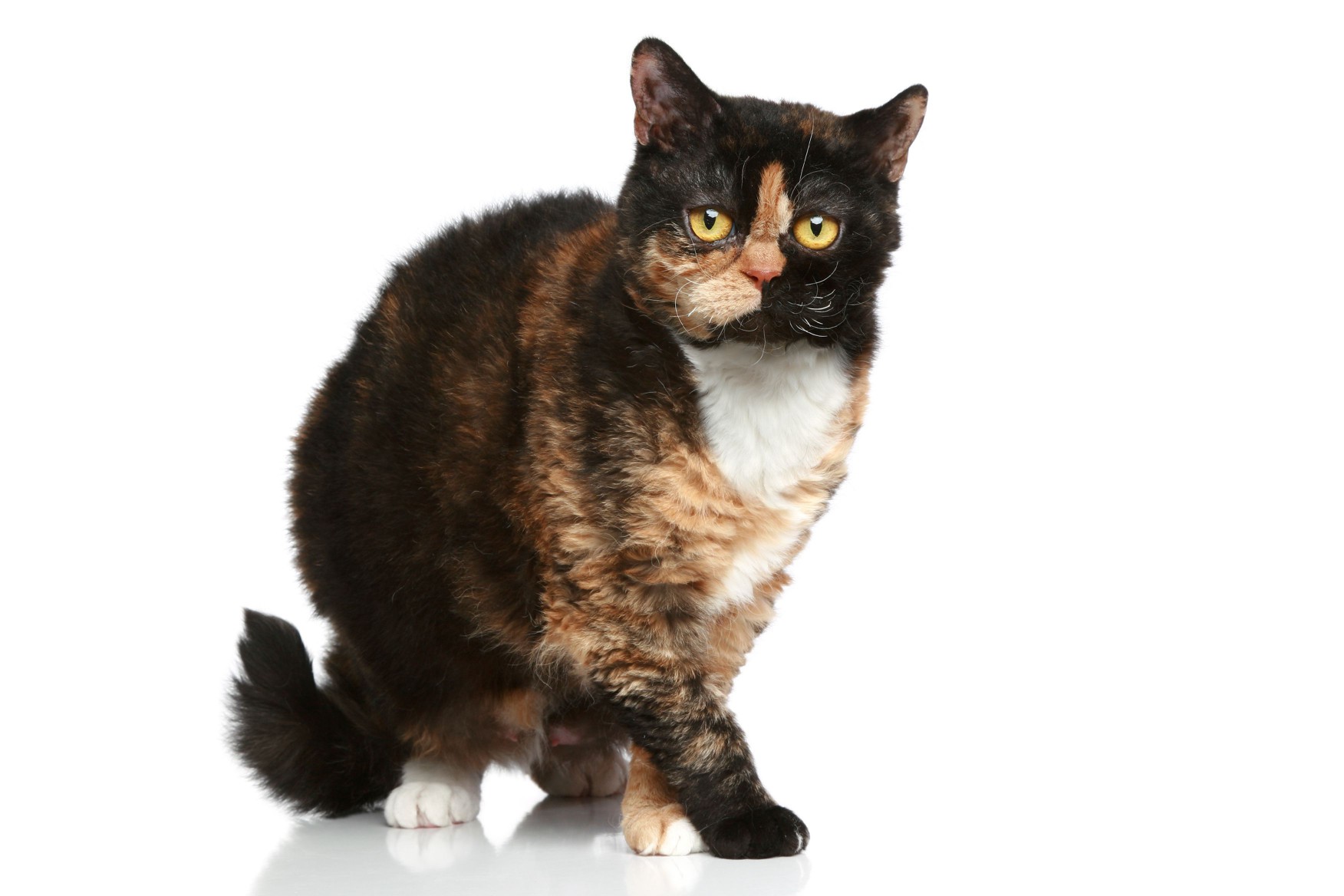 Selkirk Rex Cat
